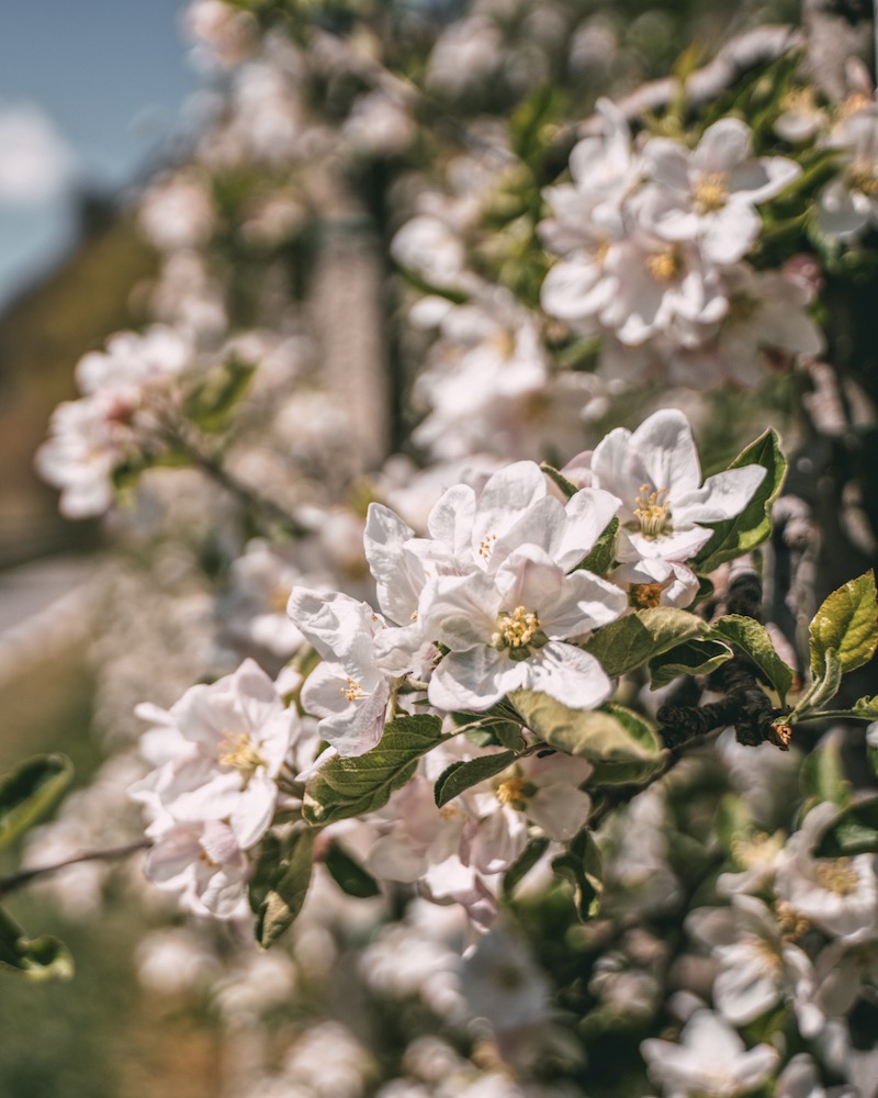 Apfelblüte Meran
