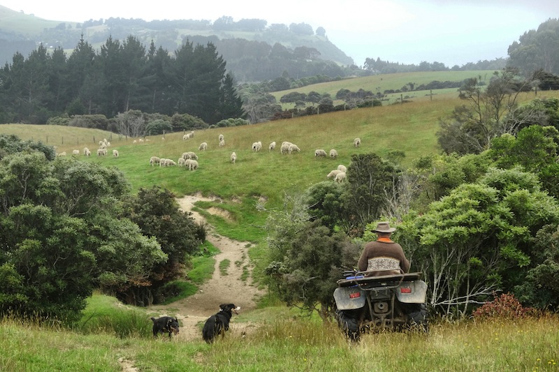Schafe Wwoofing Job Neuseeland