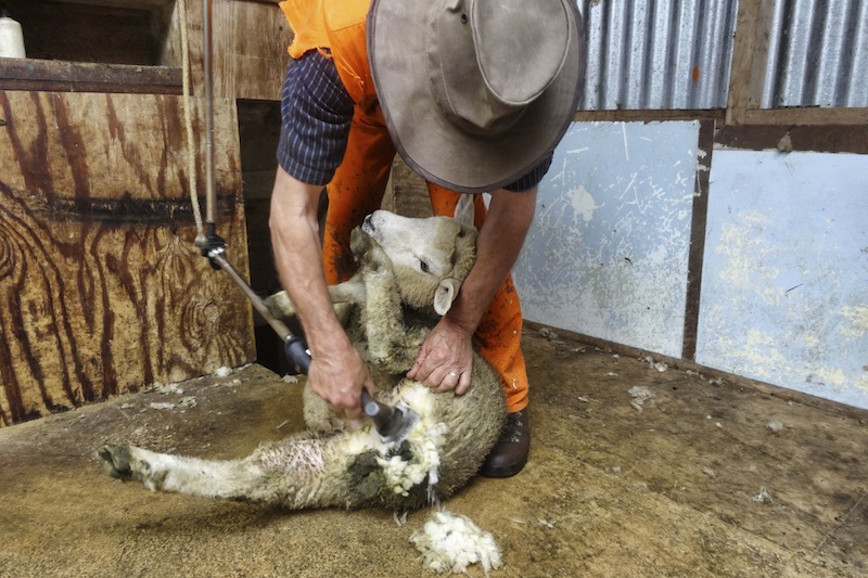 Schafe scheren Wwoofing Neuseeland