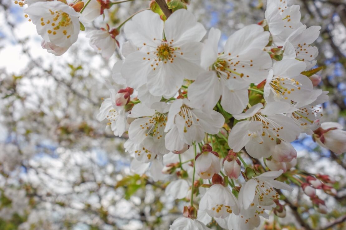 Kirschblütenfest in den Gärten der Welt in Berlin