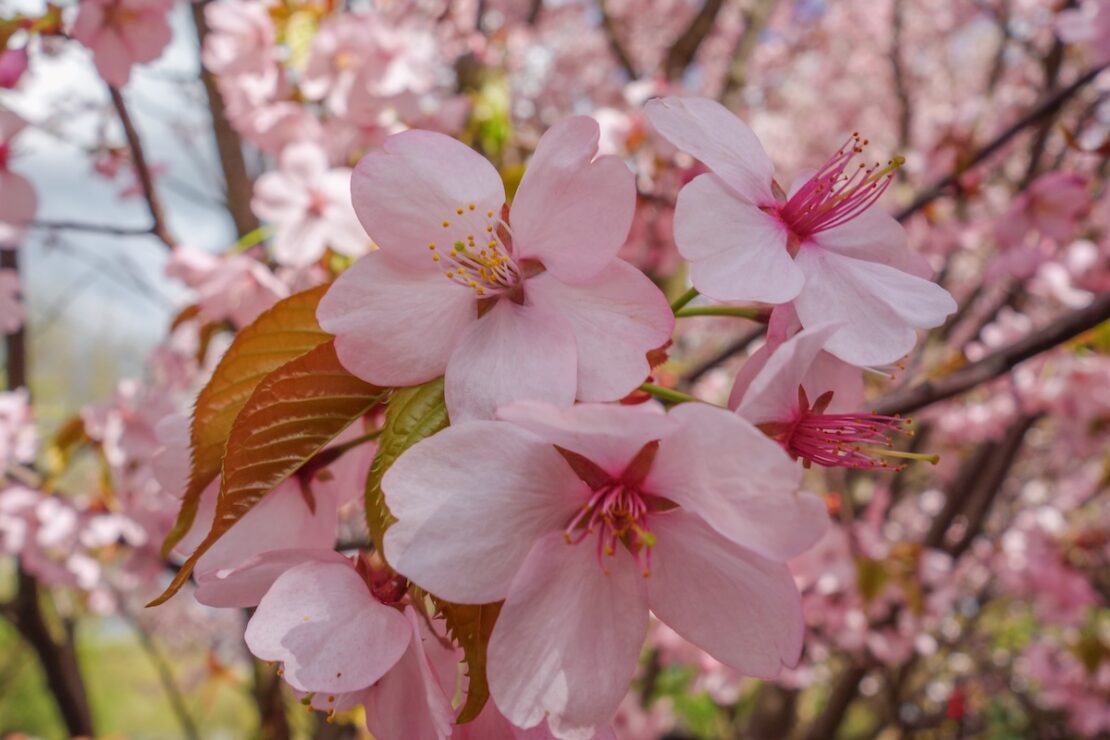 Wann ist die Kirschblüte in Berlin