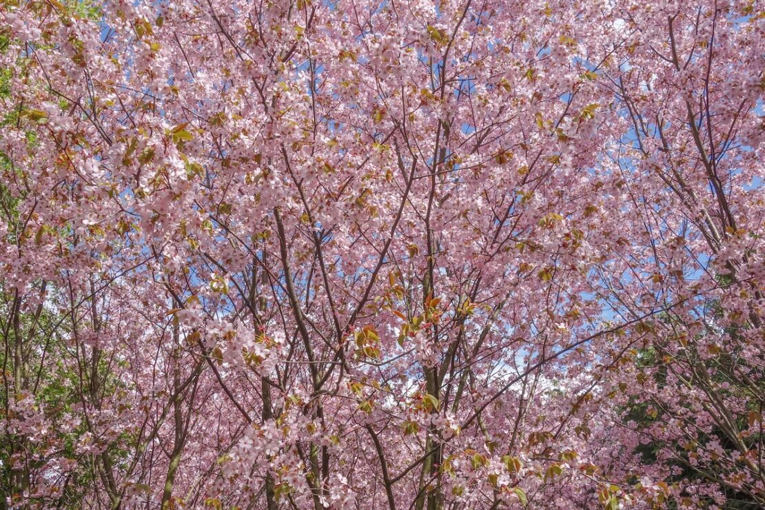 Wo findet das Kirschblütenfest in Berlin statt