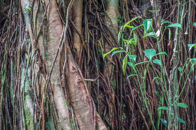 tortuguero-nationalpark-costa-rica