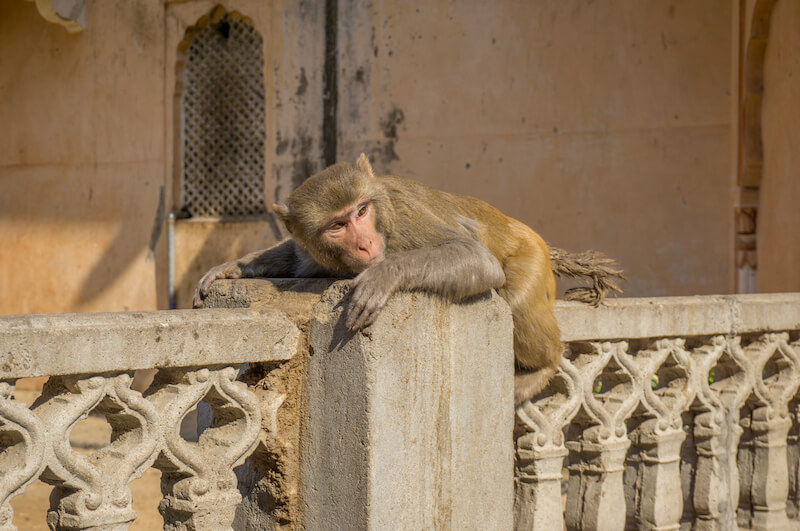 Jaipur Galta Ji Monkeytempel