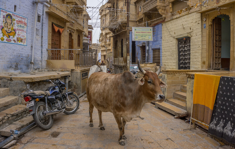 Nordindien Rundreise Jaisalmer Rajasthan