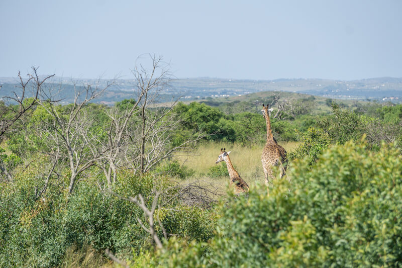 Hluhluwe iMfolozi Park Safari Suedafrika
