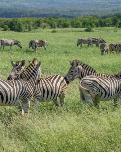 Hluhluwe iMfolozi Park Safari Zebras