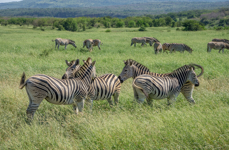 Hluhluwe iMfolozi Park Safari Zebras