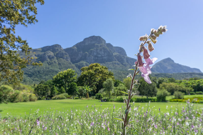 Kapstadt Urlaub Kirstenbosch Botanical Garden