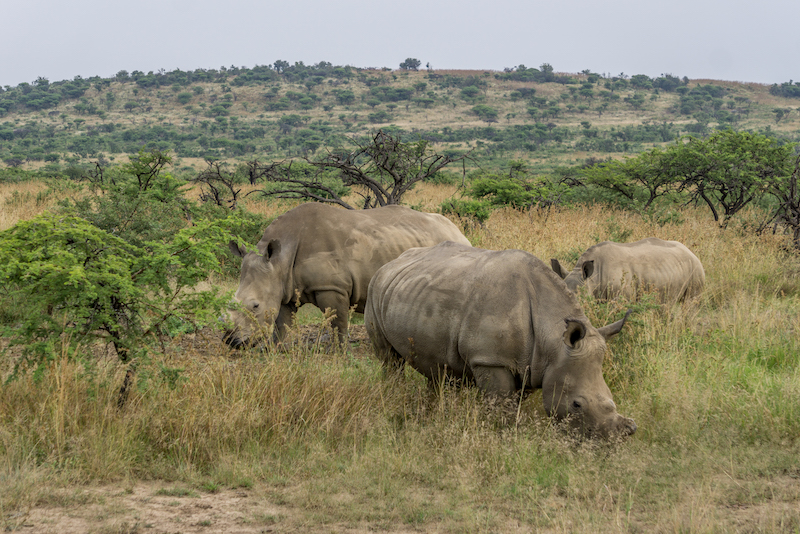 Rovos Rail Safari Suedafrika