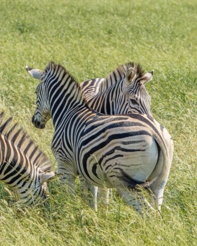 Safari im Hluhluwe iMfolozi und iSimangaliso Wetland Park