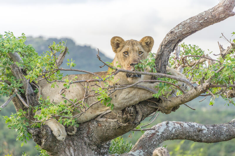 Safari in Suedafrika And Beyond Phinda Private Game Reserve