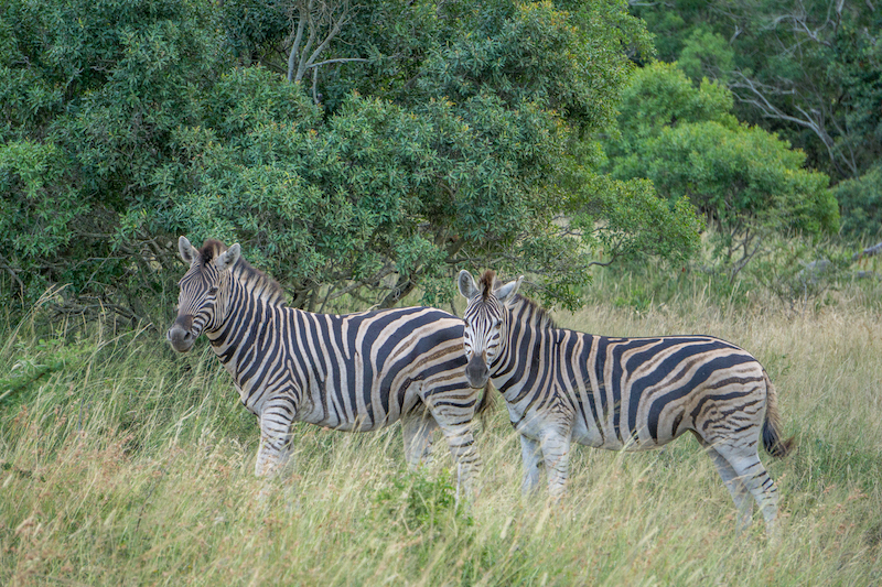 Safari in Suedafrika AndBeyond Phinda Private Game Reserve