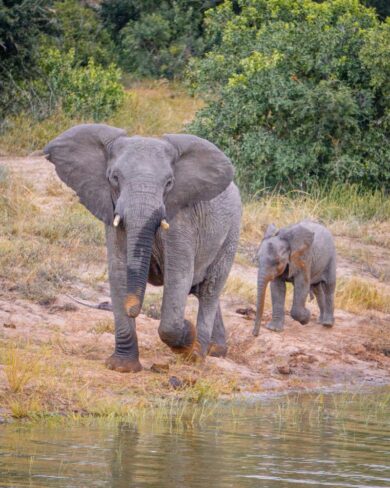 Safari in Südafrika