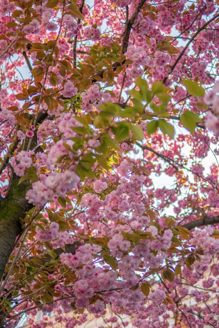 Kirschblüte in Bonn in der Altstadt