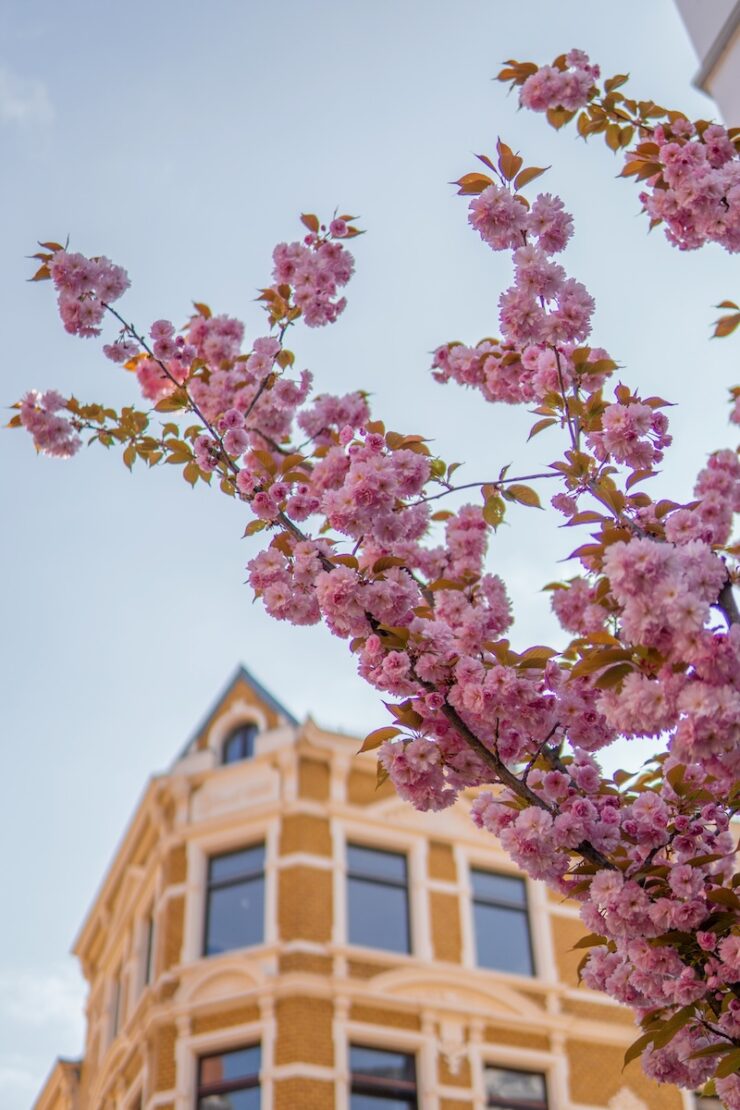 Kirschblüte in Bonn in der Heerstraße