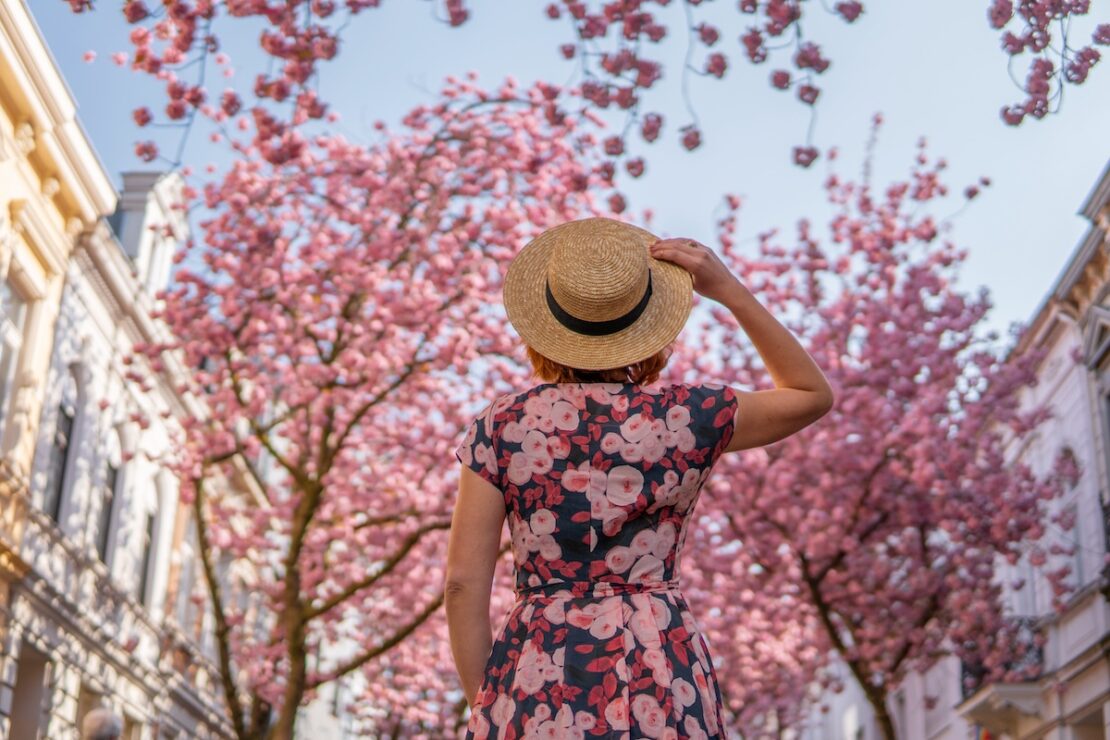 Wann ist die Kirschblüte in Bonn