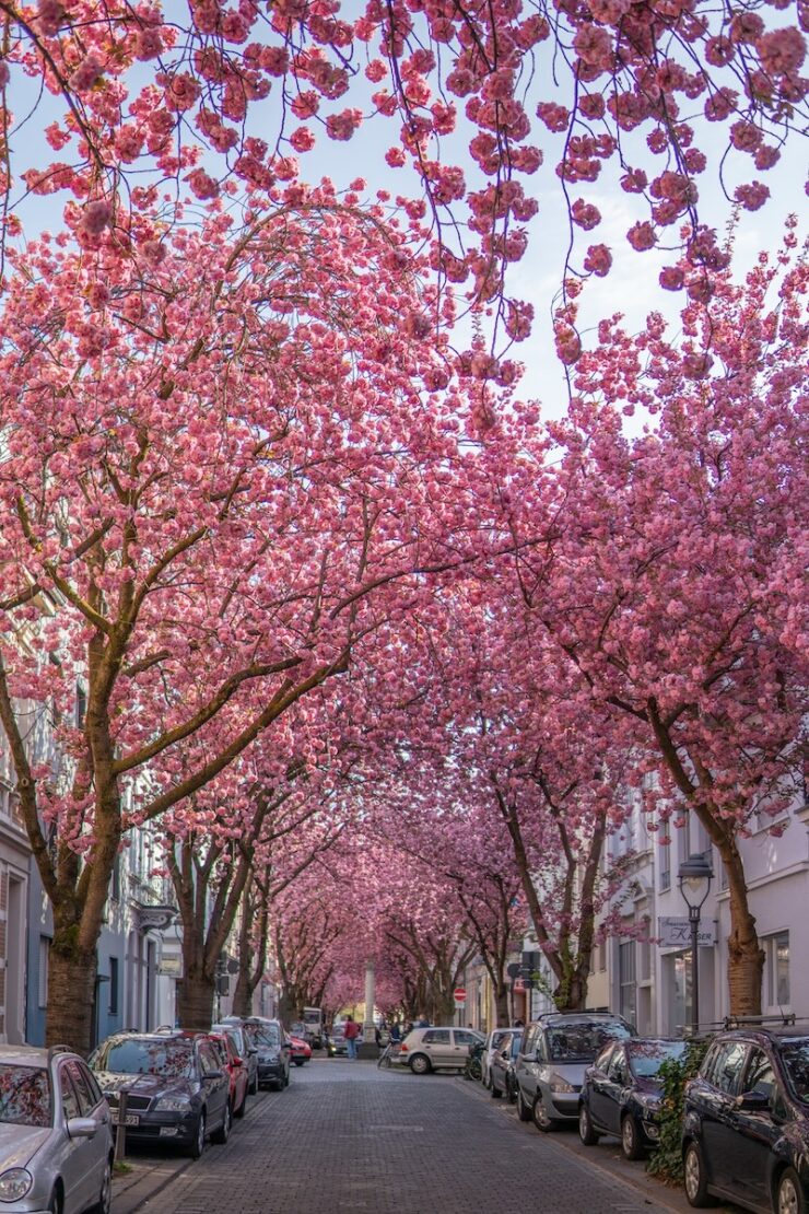Wo ist die Kirschblüte in Bonn am schönsten?