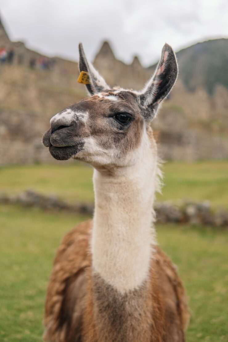 Lama in der Ruinenstadt Machu Picchu in Peru