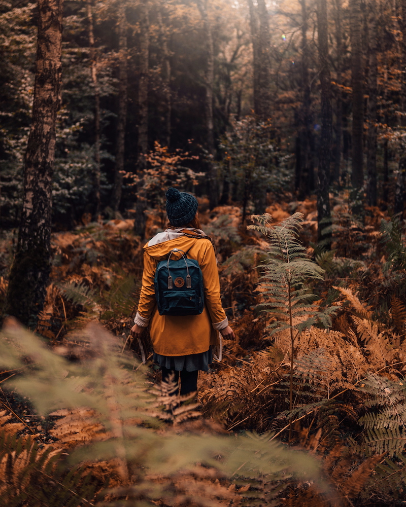 Herbst Nationalpark Eifel