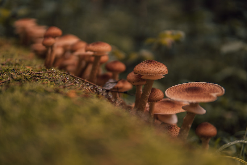 Herbst Pilze