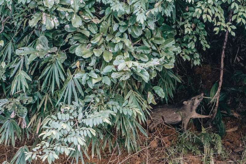 Khao Sok Nationalpark Safari