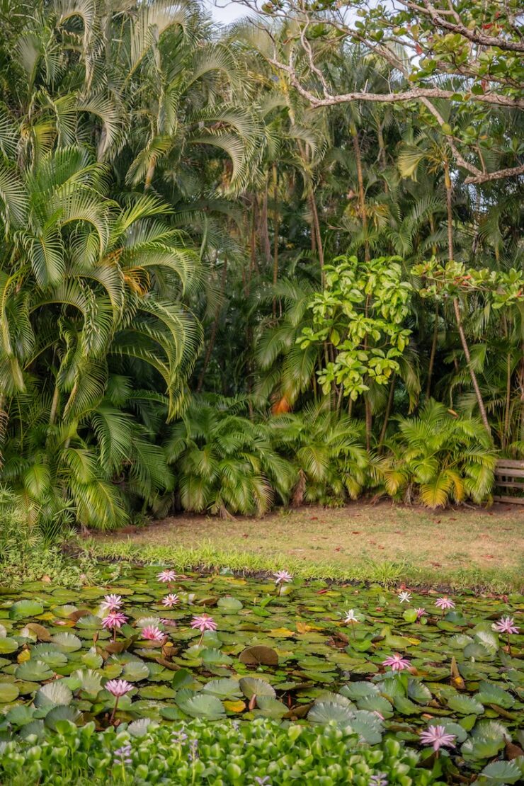 Seerosenteich im Balenbouche Estate Saint Lucia