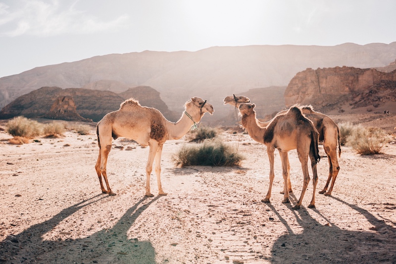 Kamele Wüste