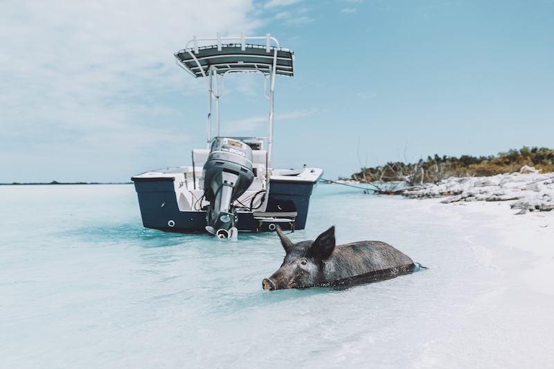Long Island Bahamas Schweine
