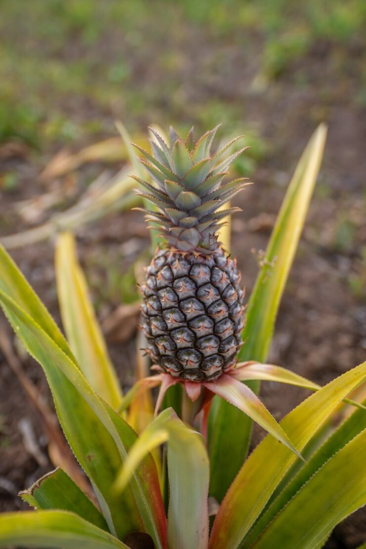 Ananas auf der Karibikinsel Saint Lucia
