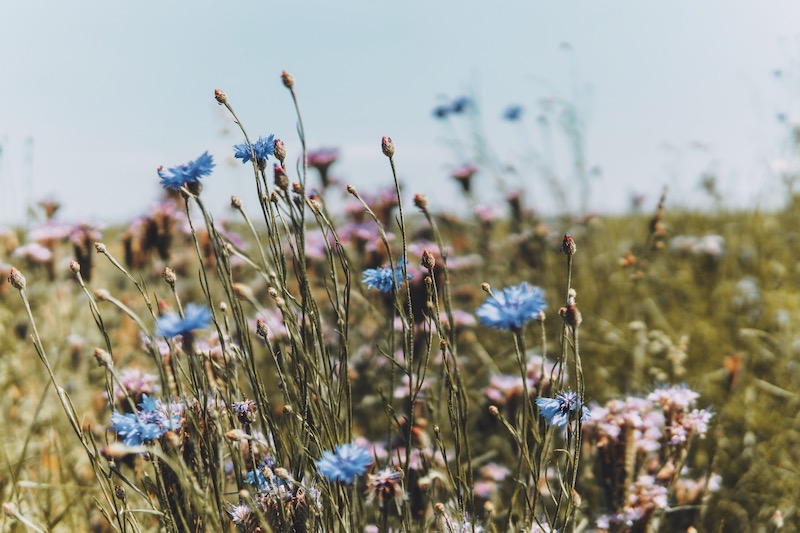 Hatzenporter Laysteig Schrumpftal Blumenwiese