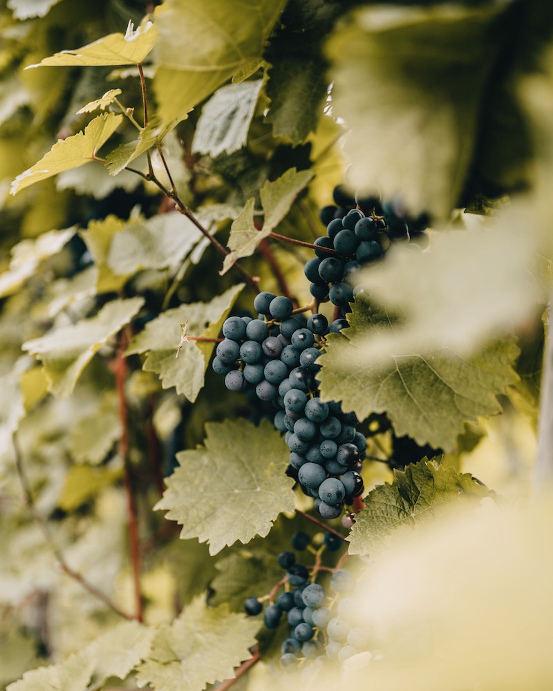 Mosel Urlaub Weindörfer Wanderweg Weinreben