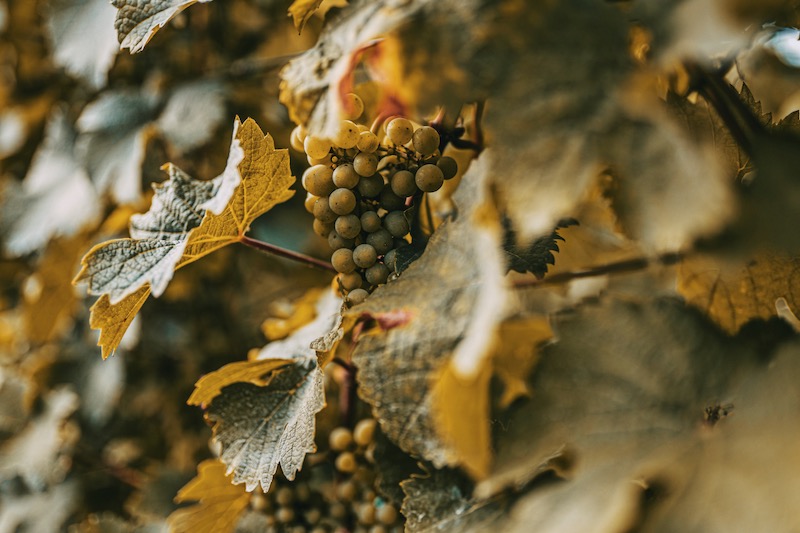 Moselwein Weinberge