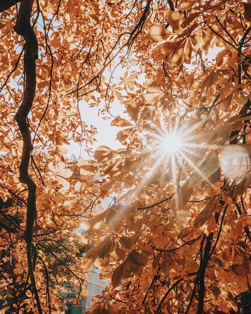 Herbstwald Herbstsonne
