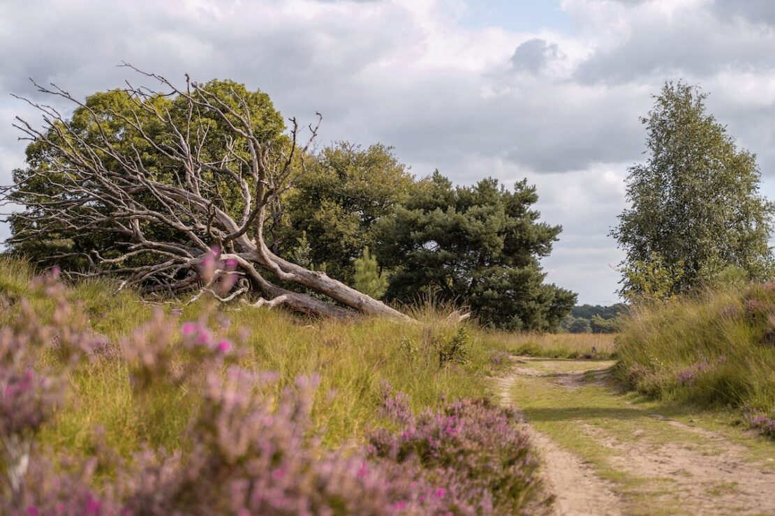 Kampina Heide Oisterwijk Niederlande