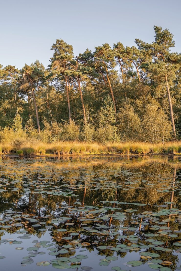 Oisterwijkse Bossen en Vennen in den Niederlanden