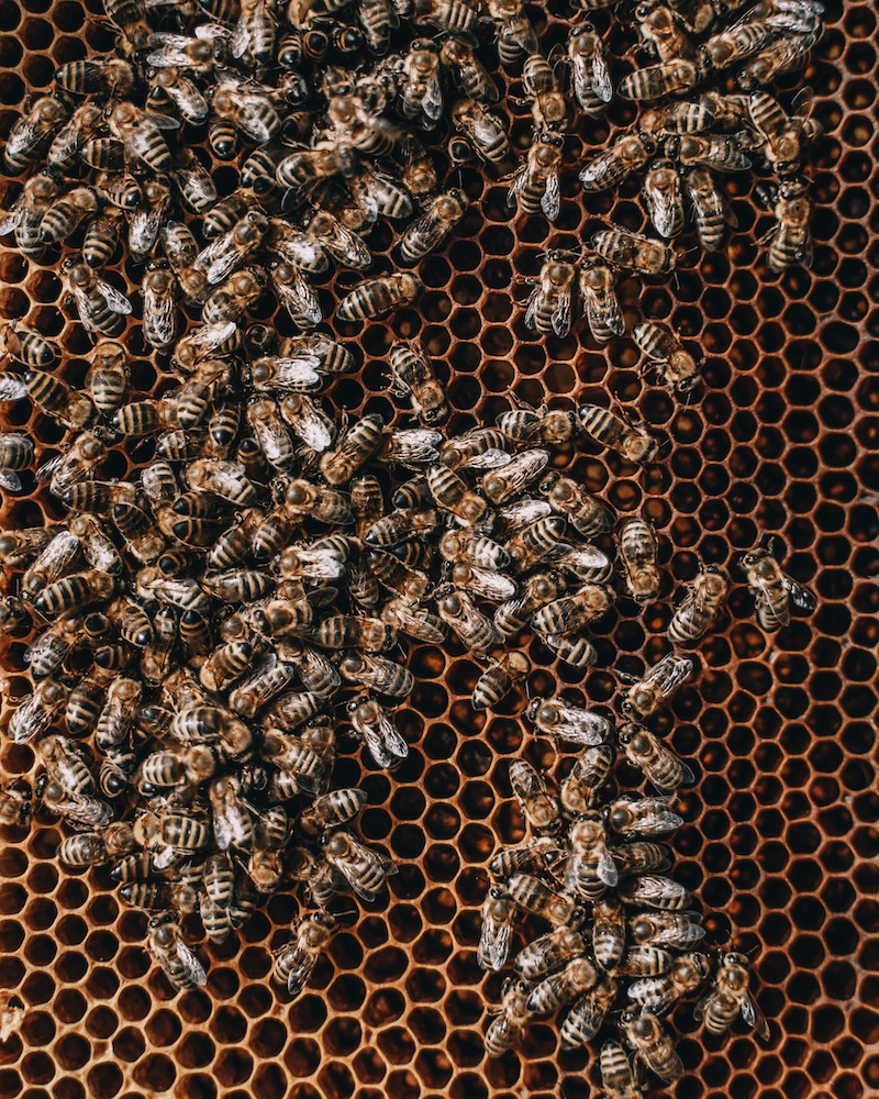 Bienensterben Gründe