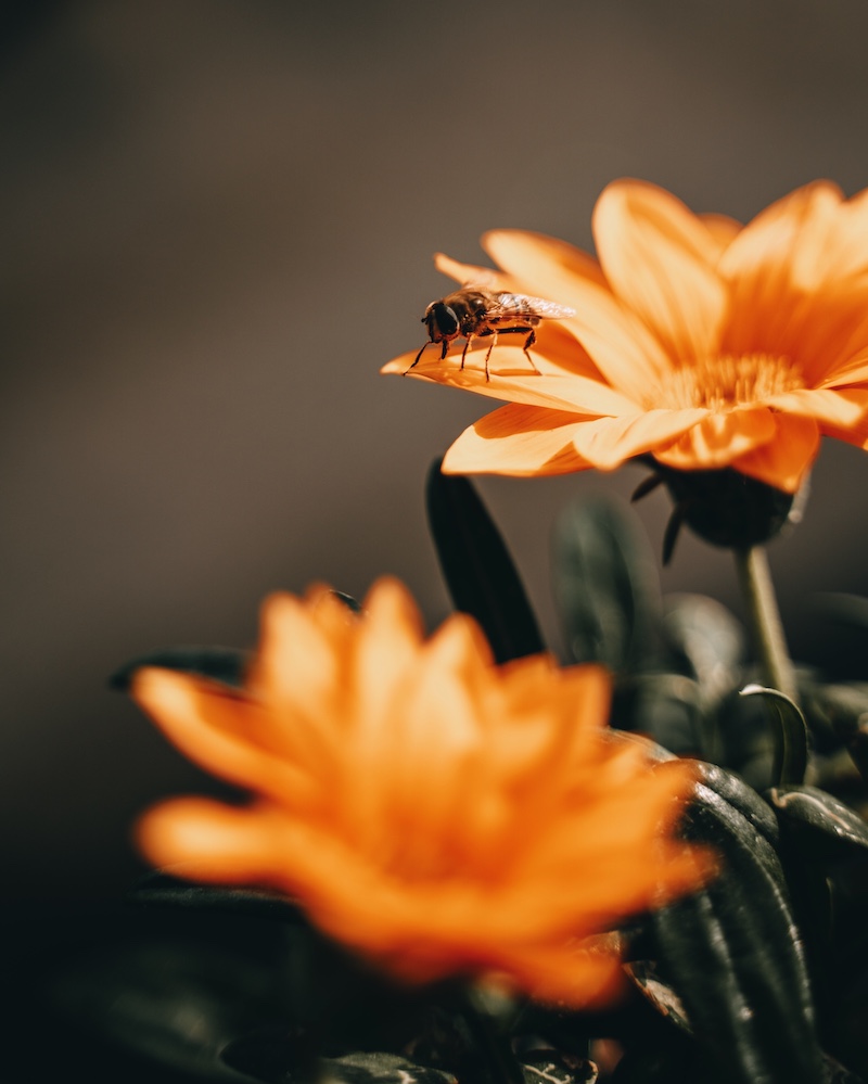 Bienensterben bienenfreundliche Pflanzen