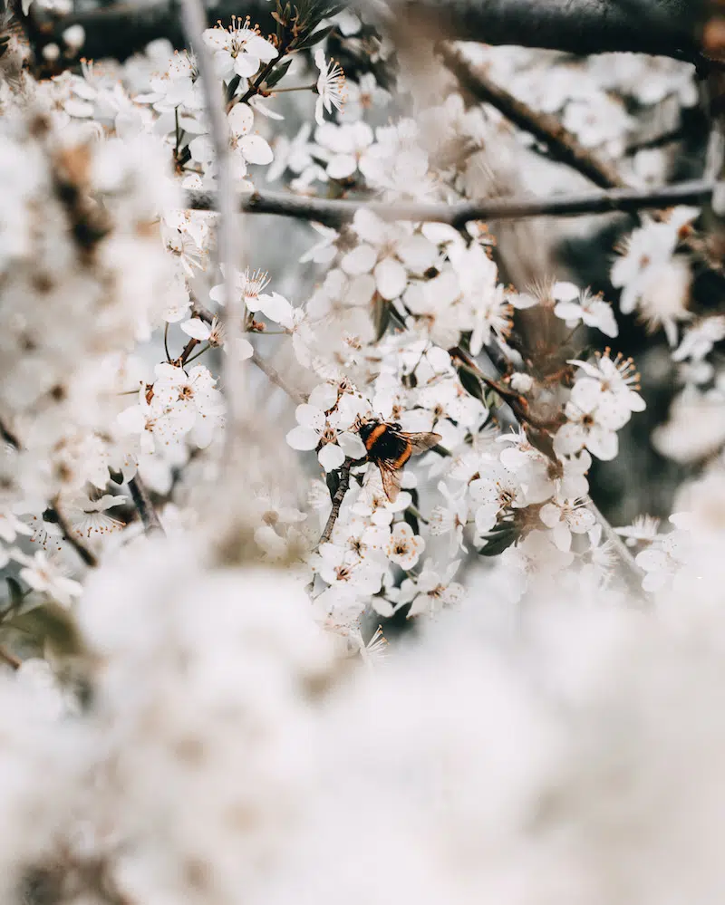 Insektensterben Ursachen