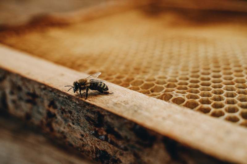 Bienensterben Bienenschutz