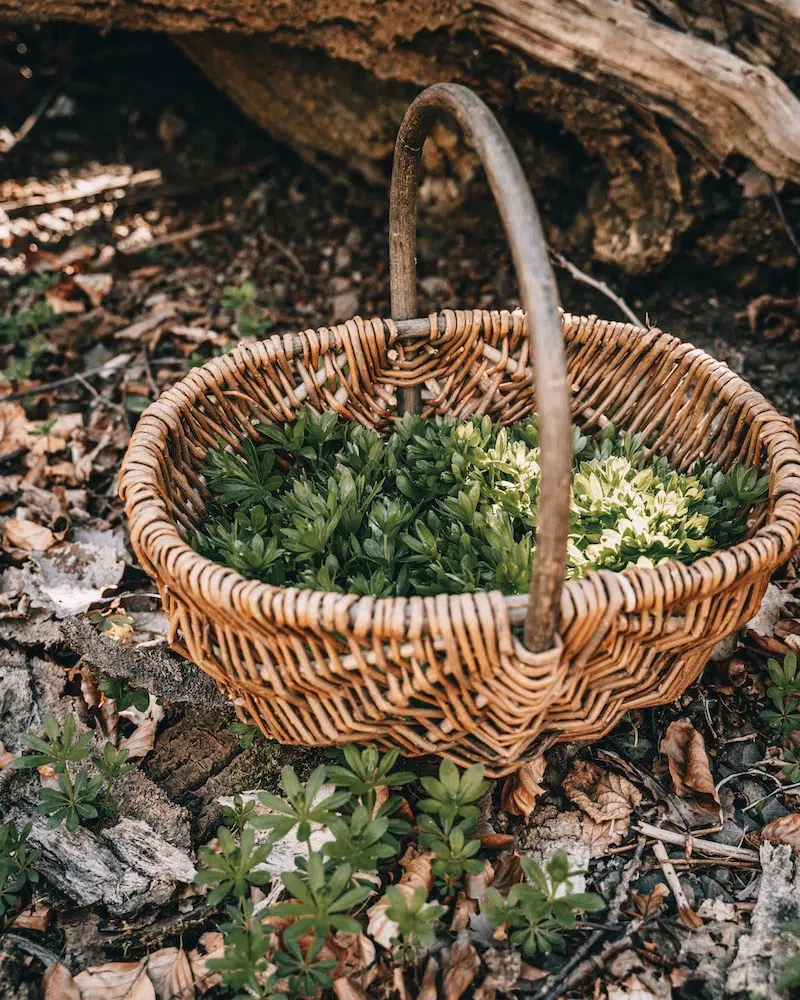 Waldmeister sammeln