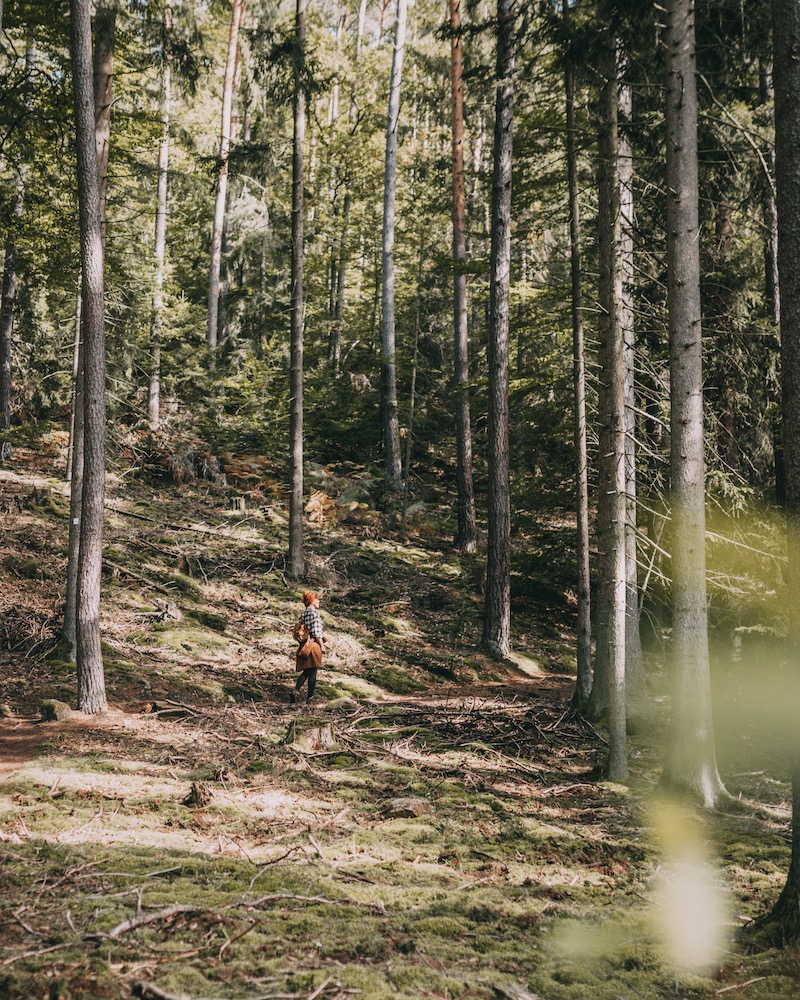 Pfälzer Wald wandern