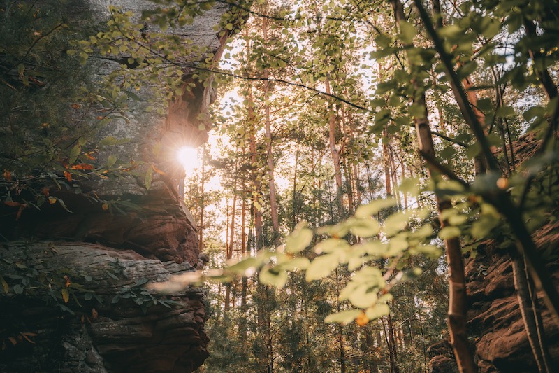 Wandern im Pfälzer Wald