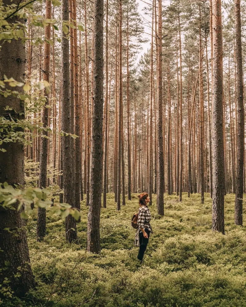 Bäume pflanzen Greenwashing