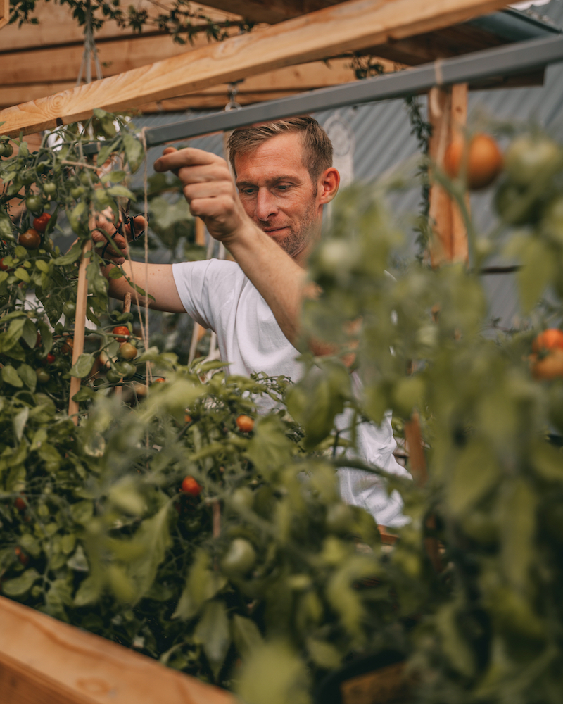 Tomatenanbau Dachterrasse