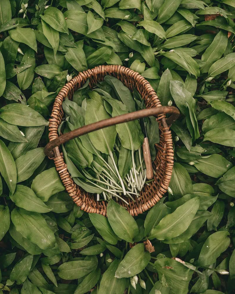 Wildkräuter sammeln