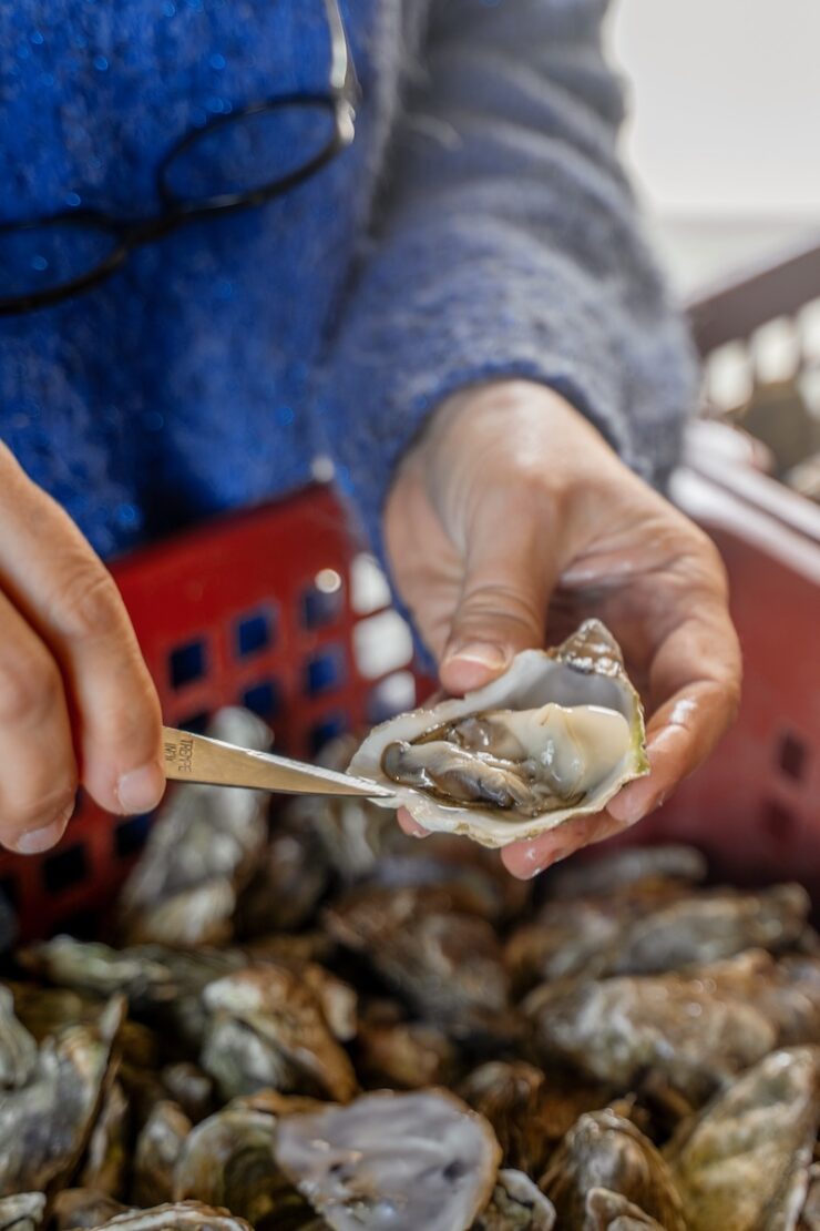 Austern in der Bretagne