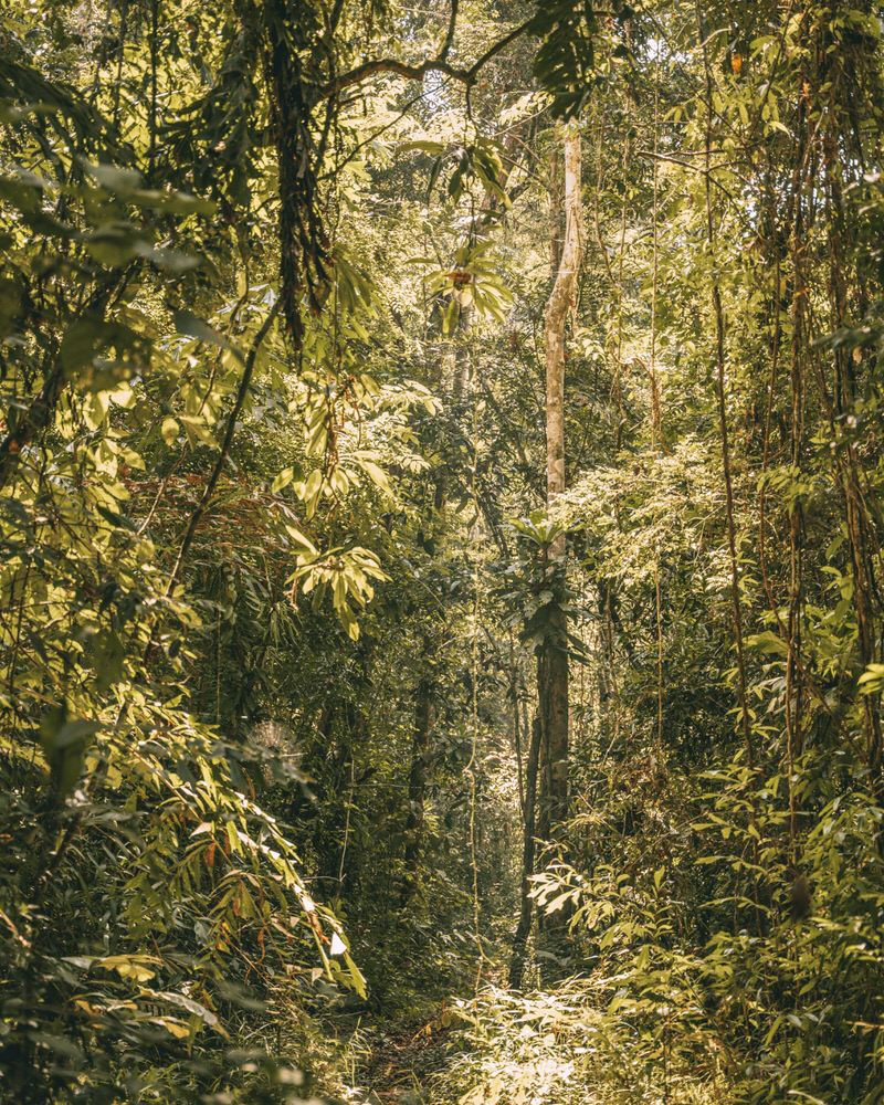 Dschungel Koh Kood Thailand