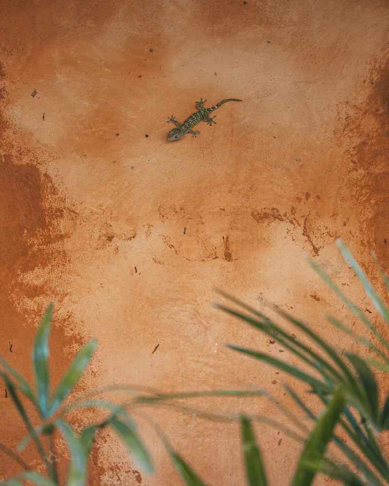 Gecko an der Wand