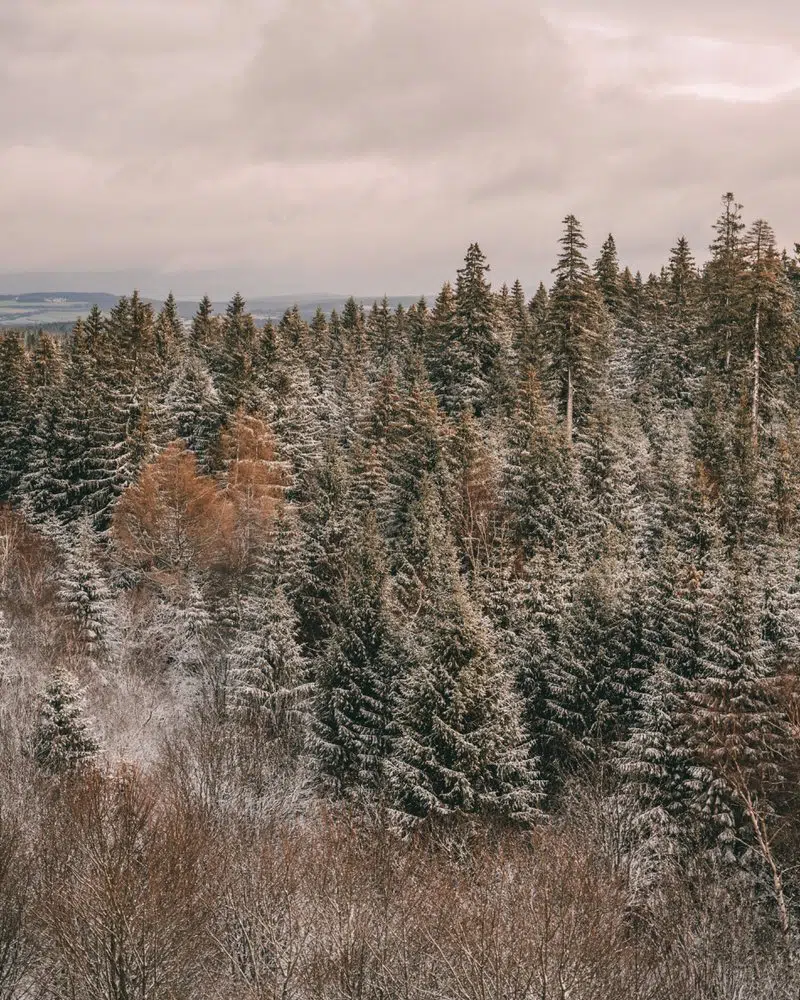 Thüringer Wald